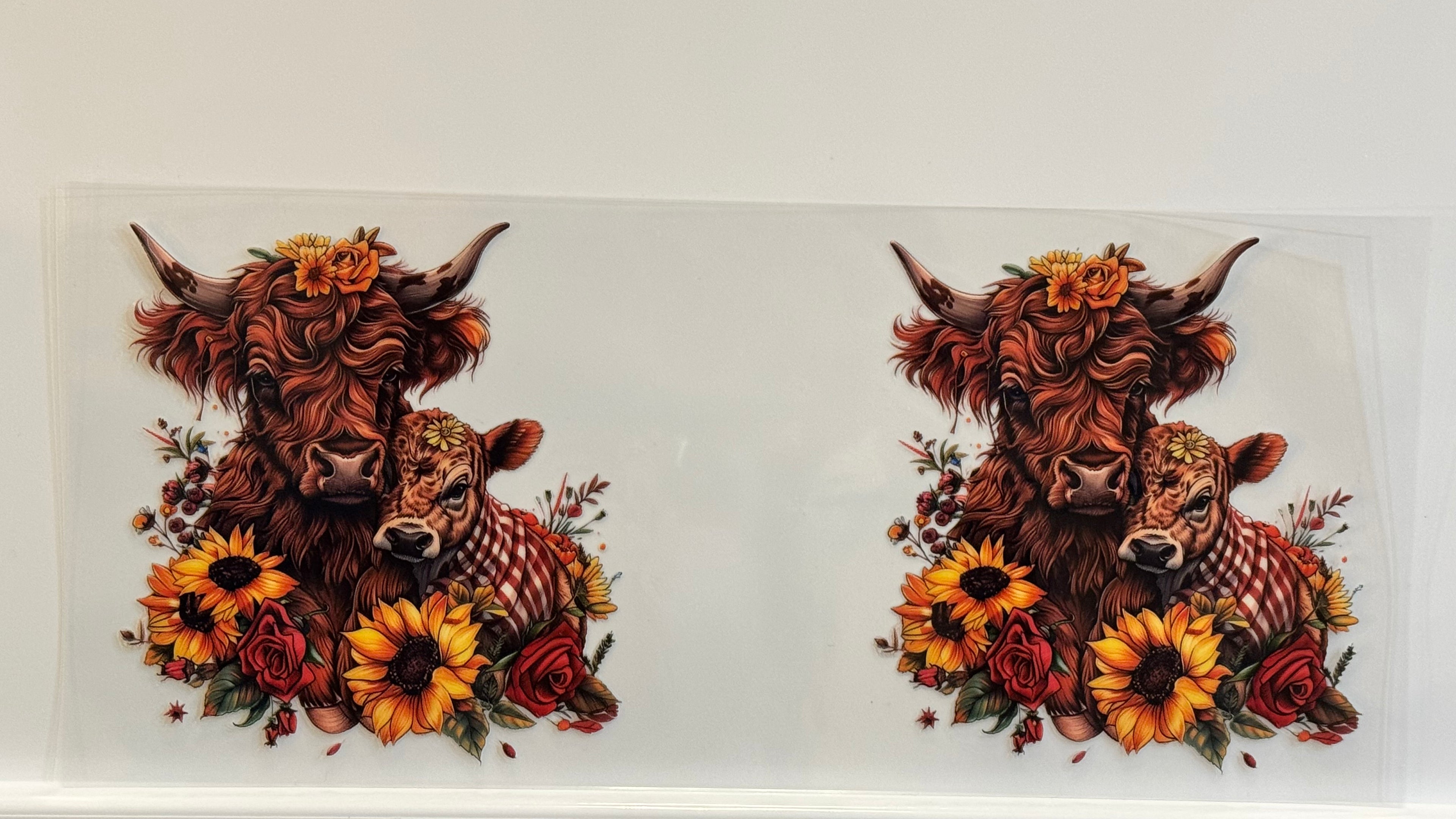 Highland Cows