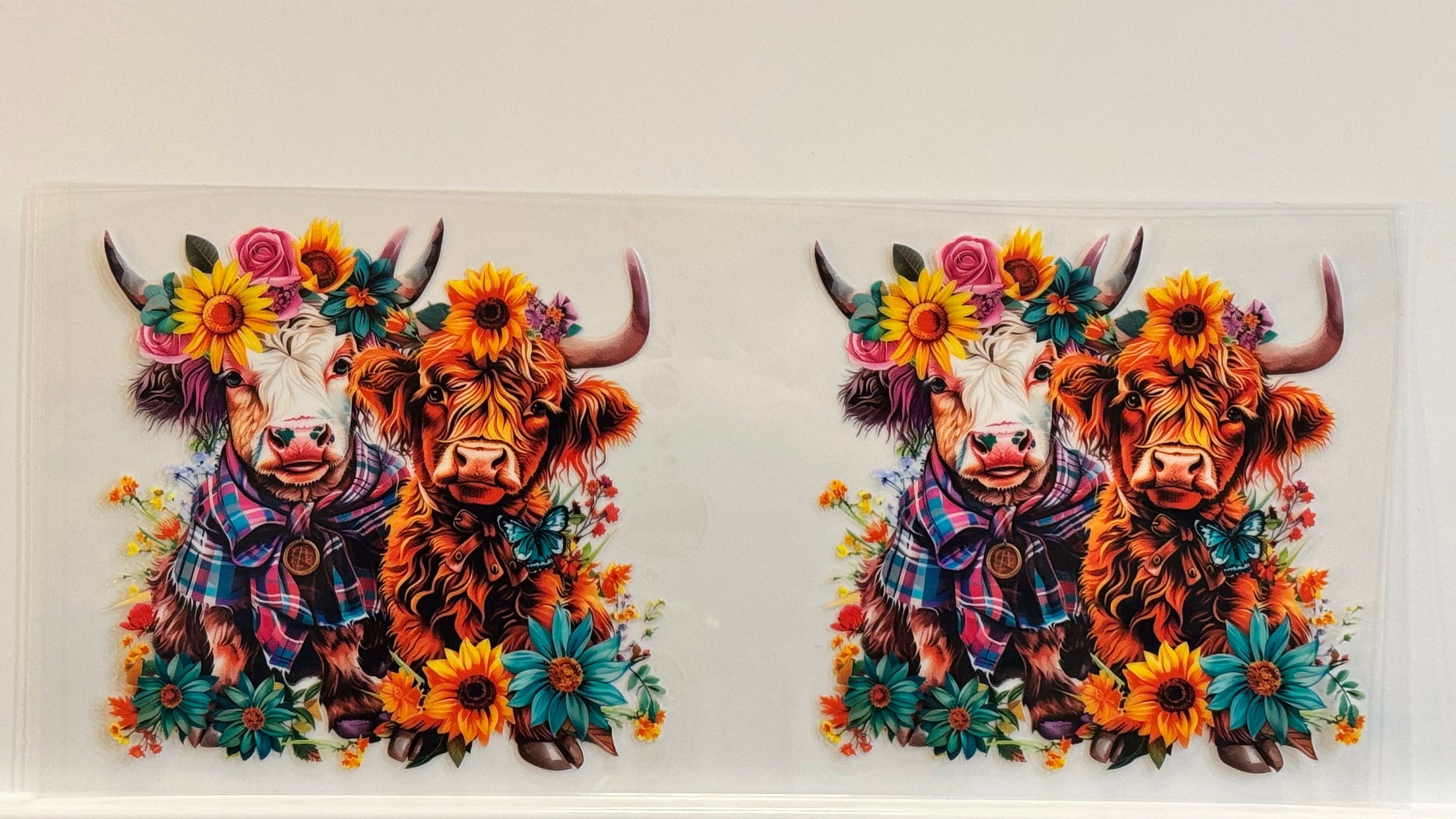 Highland Cows