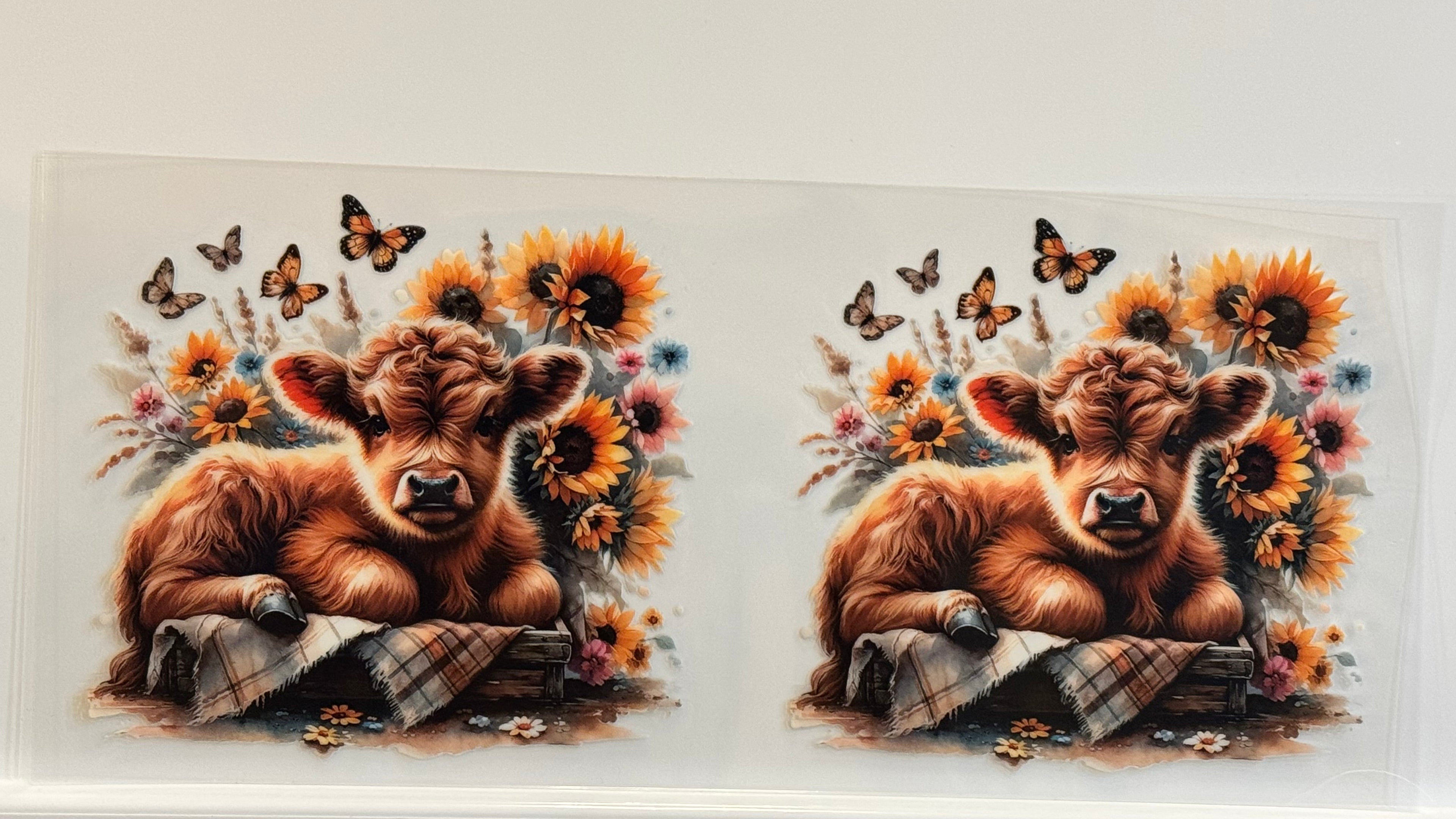 Highland Cows