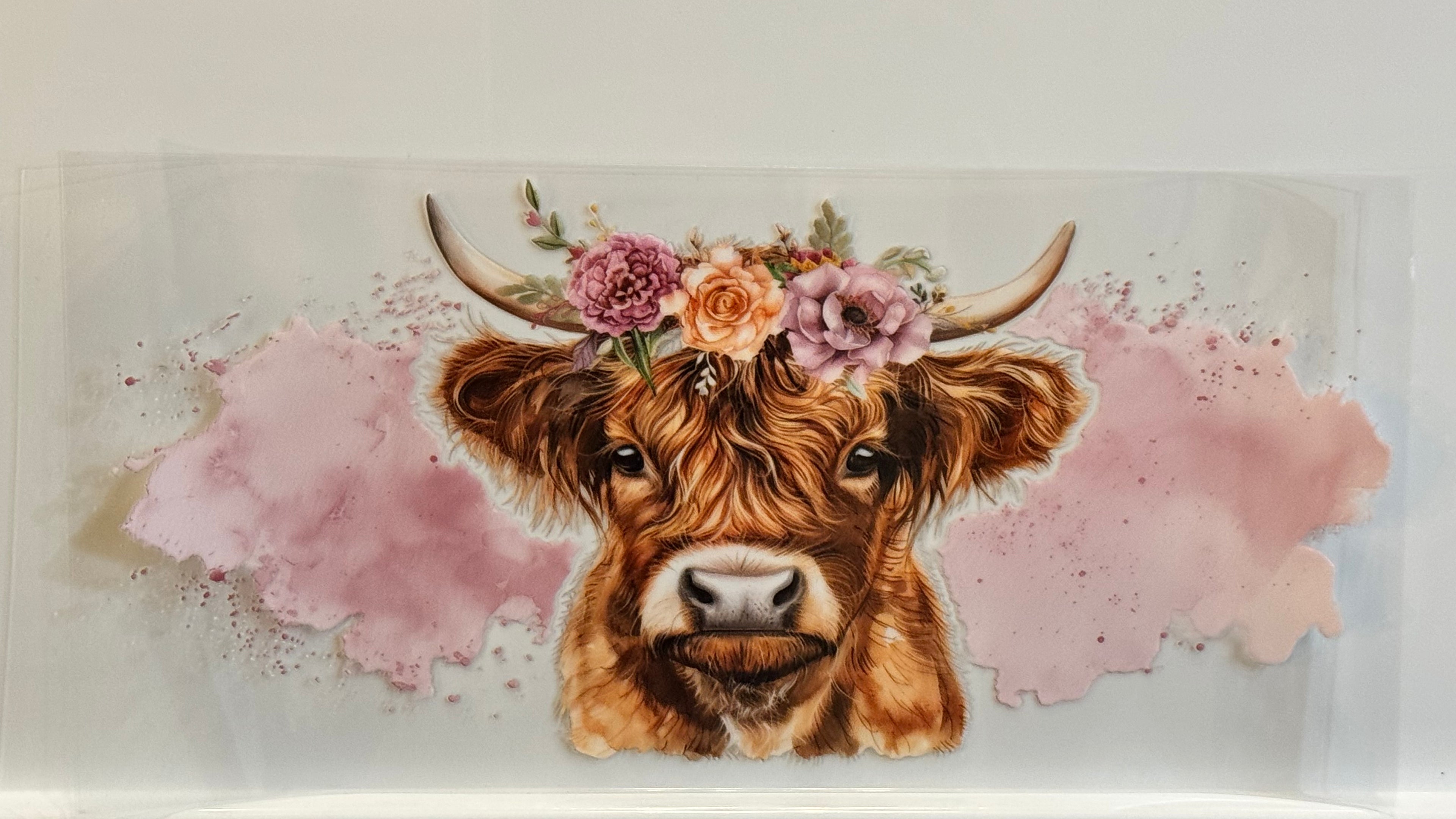 Highland Cows